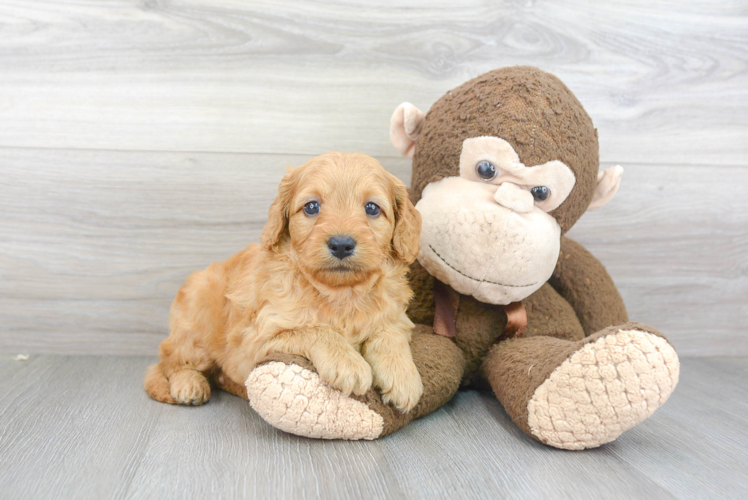 Mini Goldendoodle Pup Being Cute