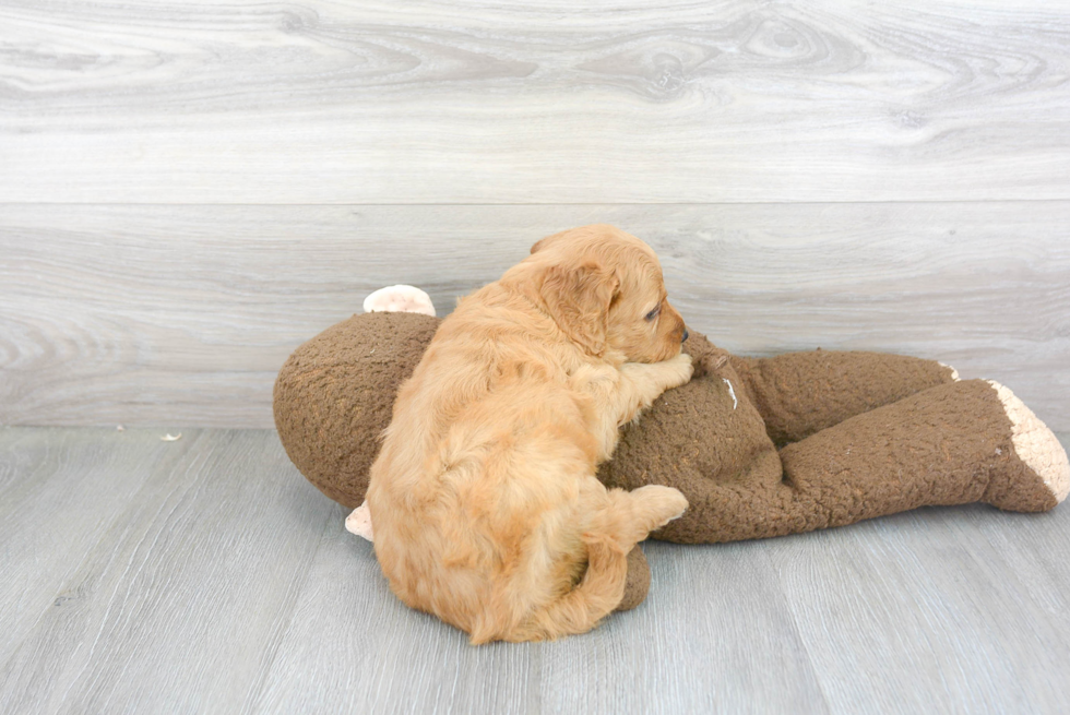 Fluffy Mini Goldendoodle Poodle Mix Pup