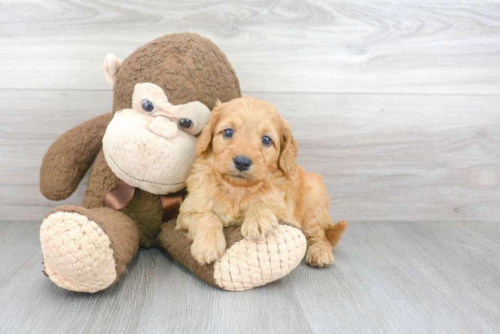 Little Golden Retriever Poodle Mix Puppy