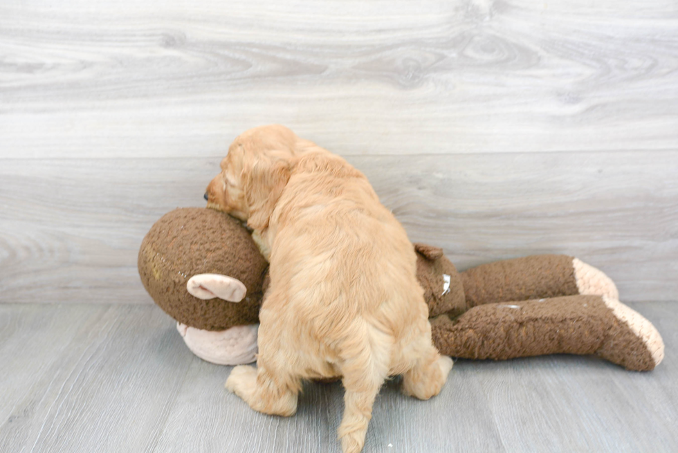 Best Mini Goldendoodle Baby