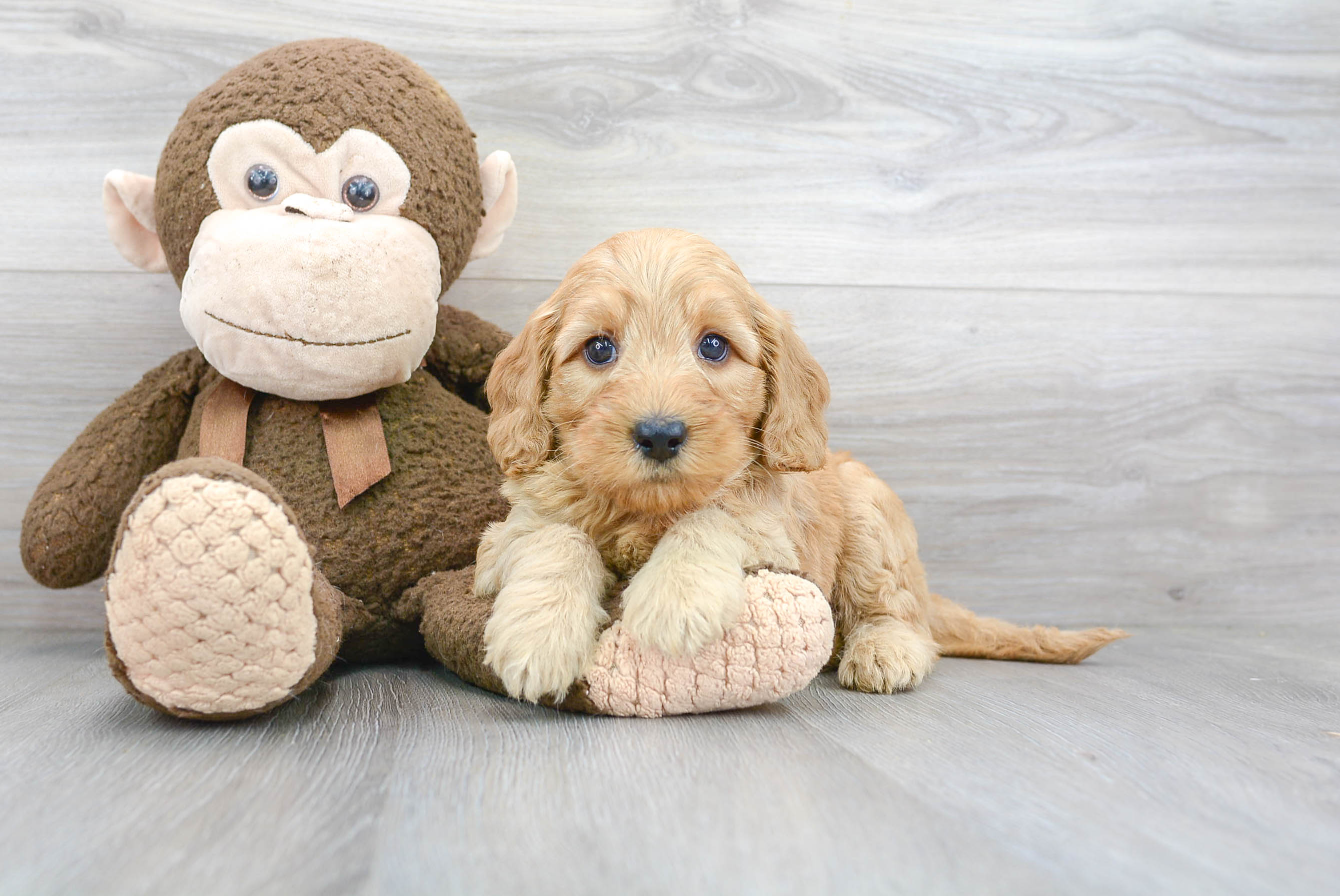 Cute Mini Goldendoodle Baby