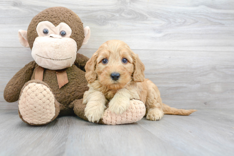 Cute Mini Goldendoodle Baby