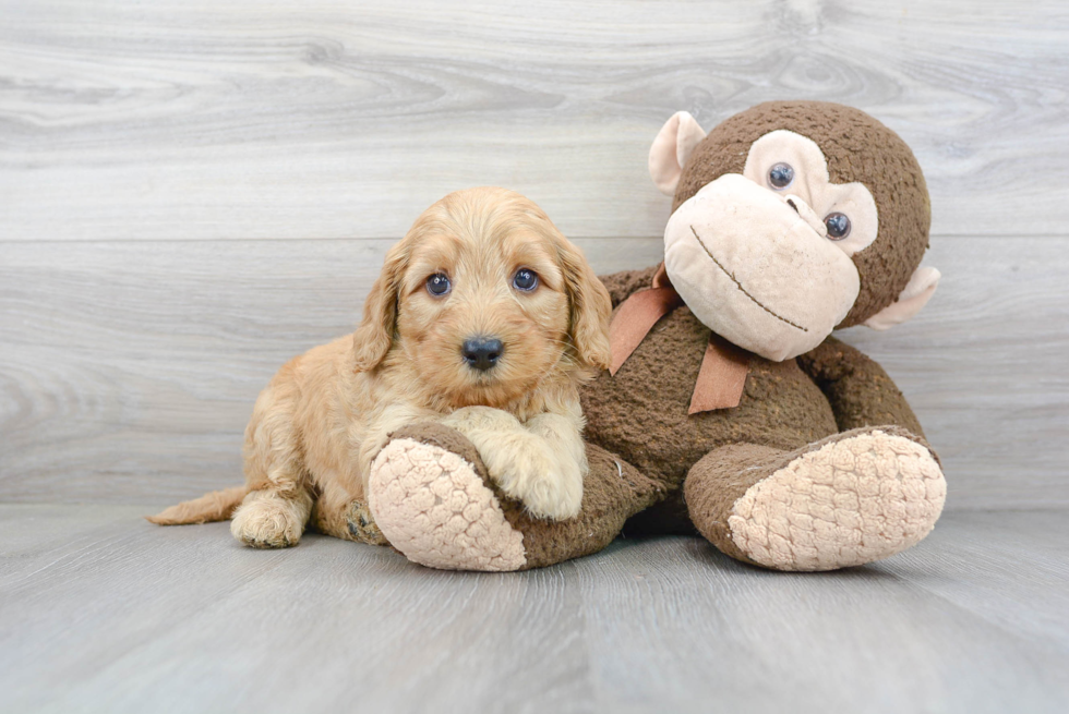Energetic Golden Retriever Poodle Mix Puppy