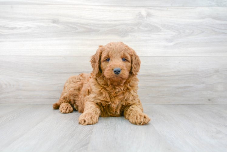 Cute Mini Goldendoodle Poodle Mix Pup
