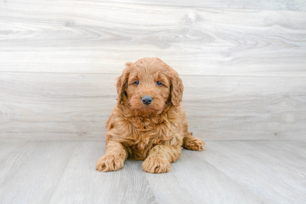 Mini Goldendoodle Pup Being Cute