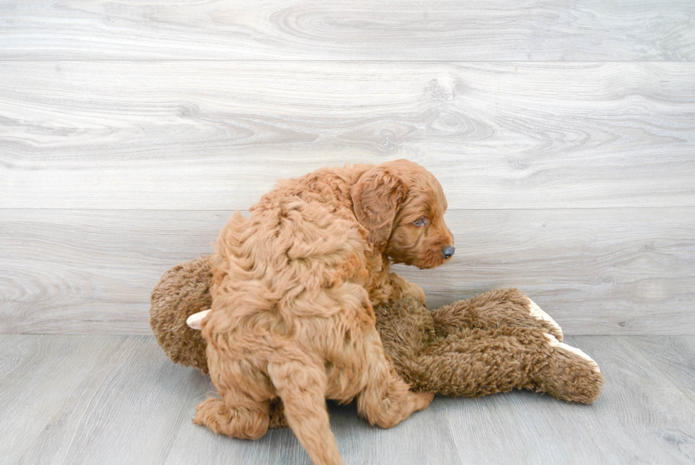 Cute Mini Goldendoodle Poodle Mix Pup