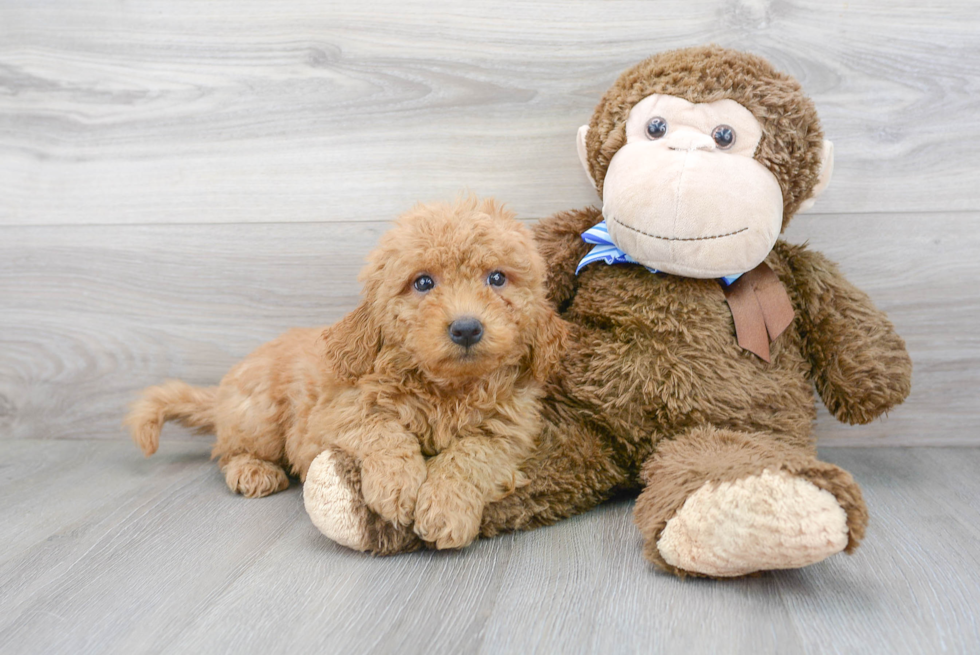 Energetic Golden Retriever Poodle Mix Puppy