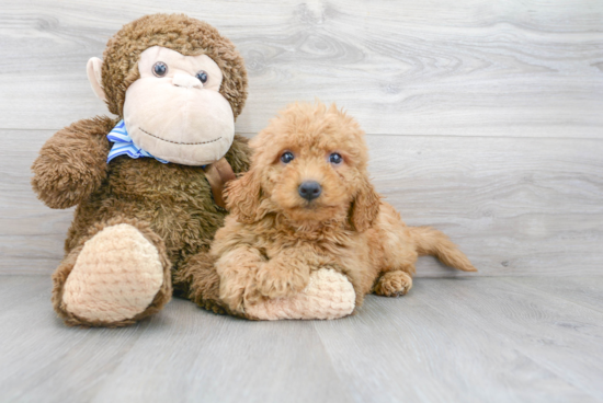 Mini Goldendoodle Puppy for Adoption