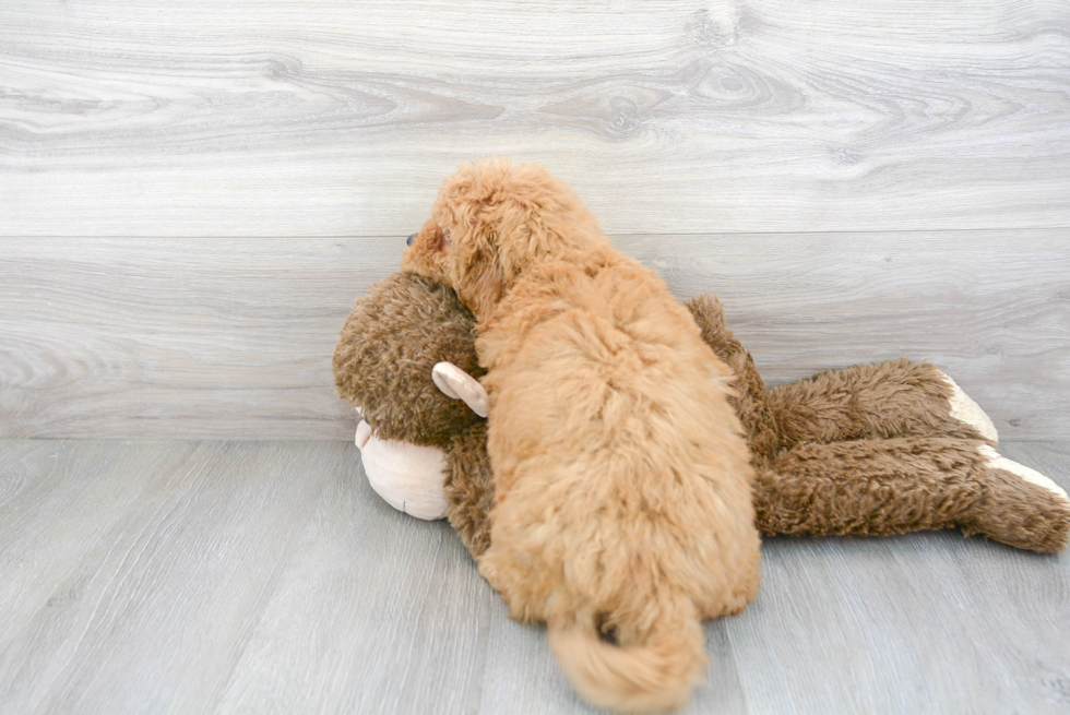 Best Mini Goldendoodle Baby