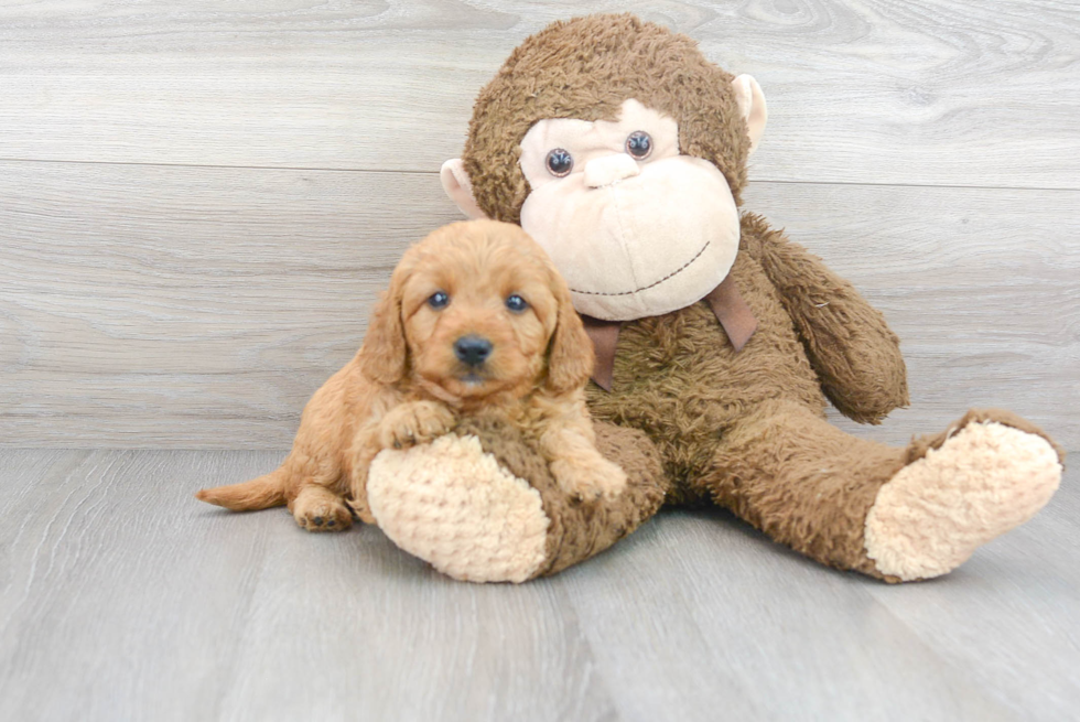 Mini Goldendoodle Puppy for Adoption