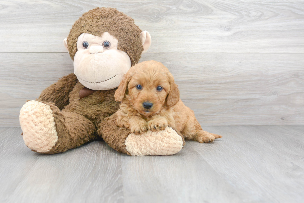 Fluffy Mini Goldendoodle Poodle Mix Pup