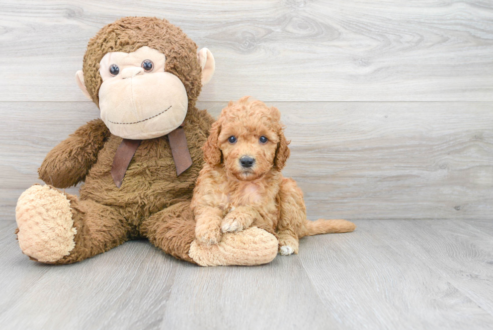 Smart Mini Goldendoodle Poodle Mix Pup