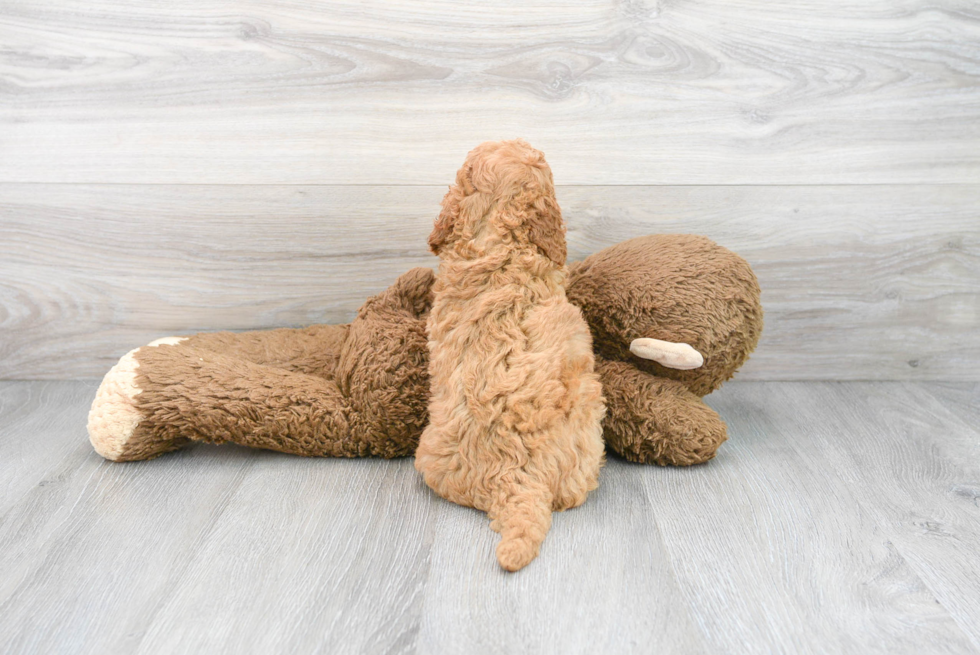 Mini Goldendoodle Pup Being Cute