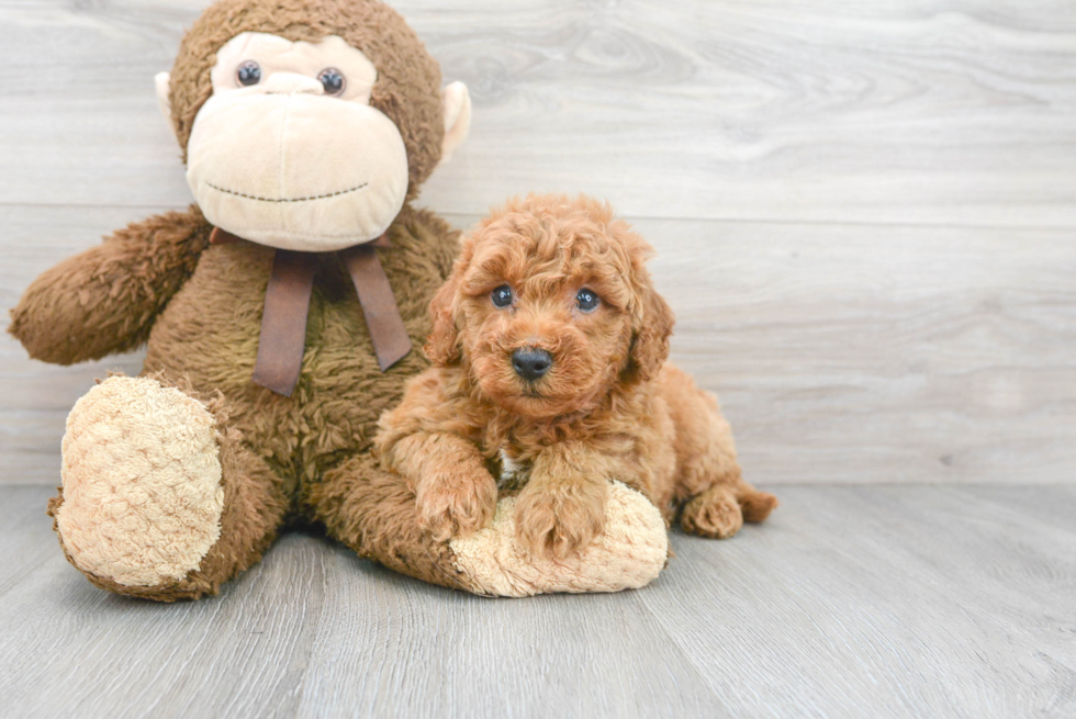 Petite Mini Goldendoodle Poodle Mix Pup