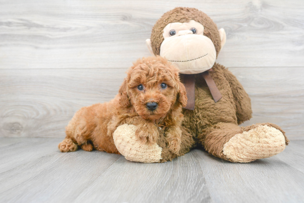 Popular Mini Goldendoodle Poodle Mix Pup