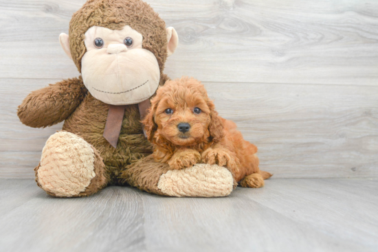 Mini Goldendoodle Puppy for Adoption