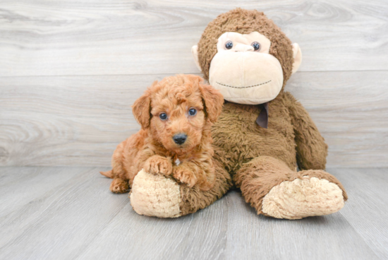 Best Mini Goldendoodle Baby