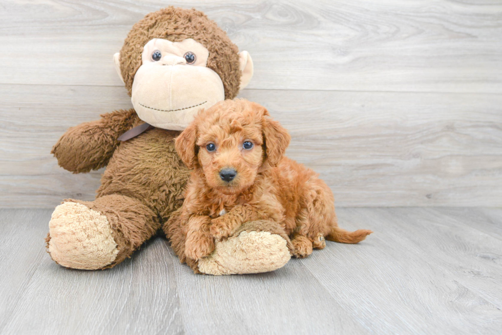 Mini Goldendoodle Pup Being Cute