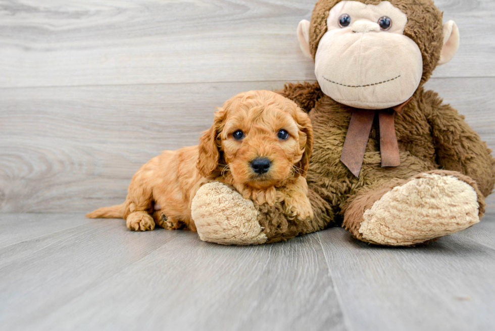 Happy Mini Goldendoodle Baby