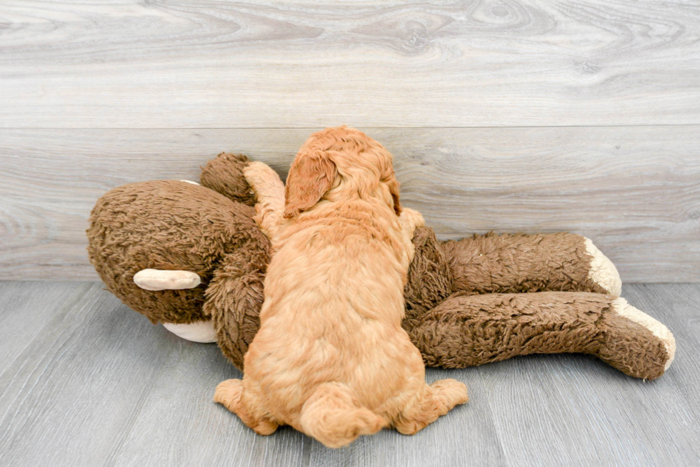 Happy Mini Goldendoodle Baby