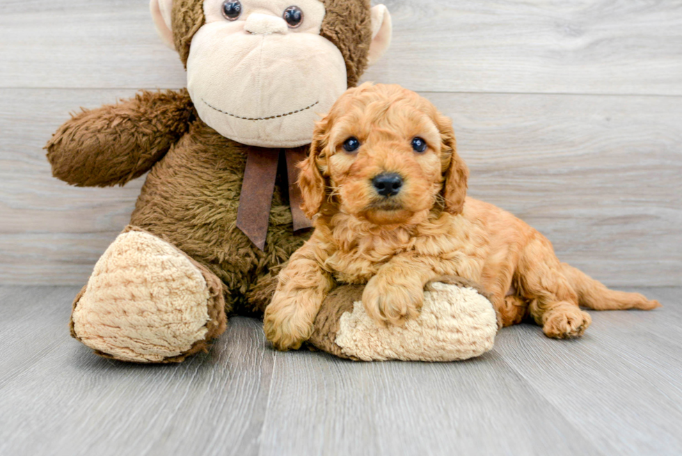 Funny Mini Goldendoodle Poodle Mix Pup