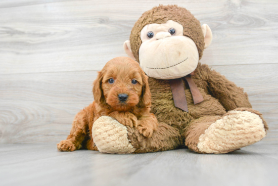 Mini Goldendoodle Puppy for Adoption