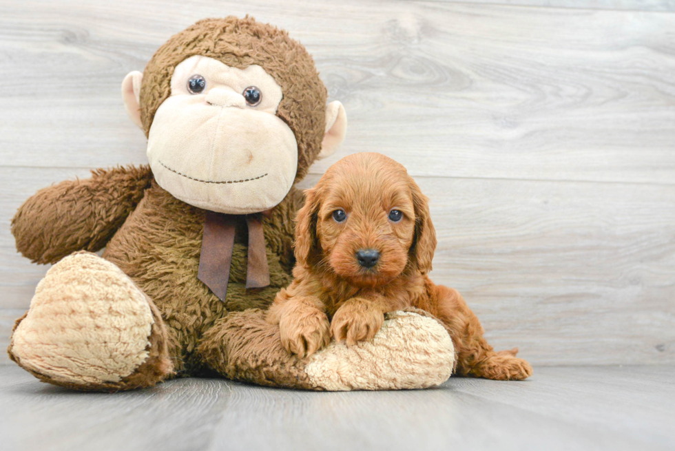 Mini Goldendoodle Puppy for Adoption