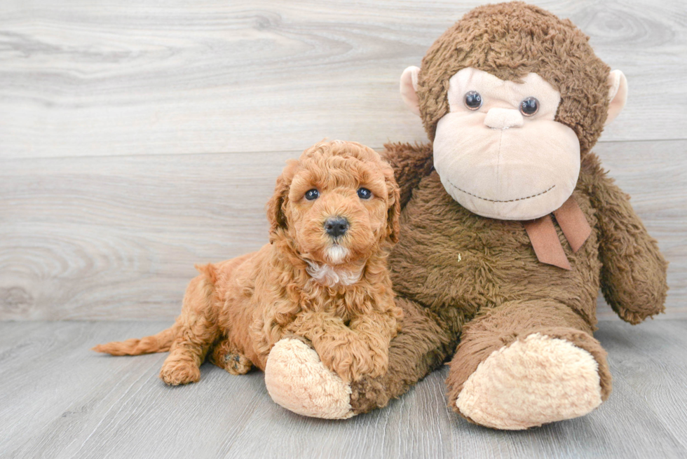 Hypoallergenic Golden Retriever Poodle Mix Puppy