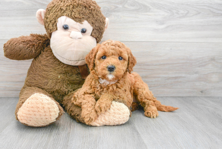 Best Mini Goldendoodle Baby