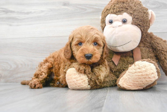 Sweet Mini Goldendoodle Baby