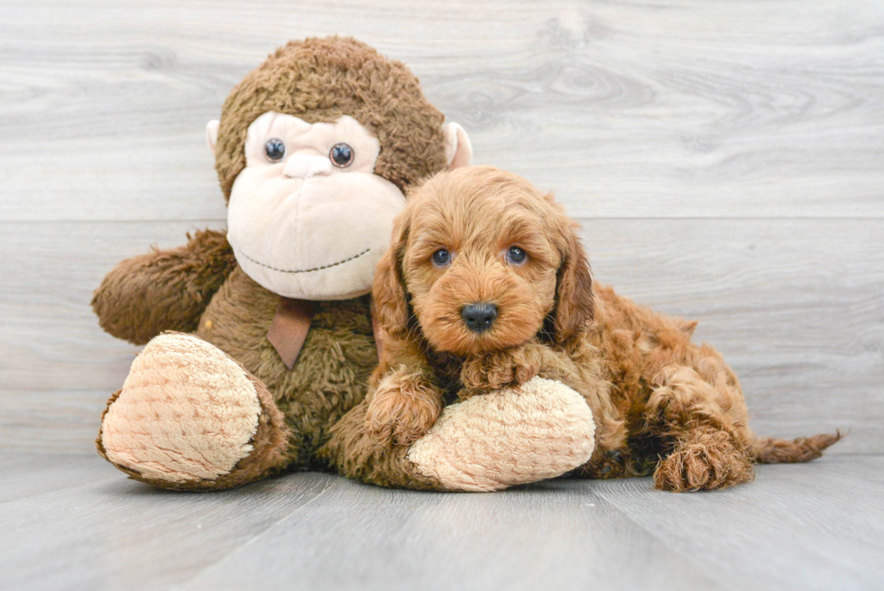 Happy Mini Goldendoodle Baby