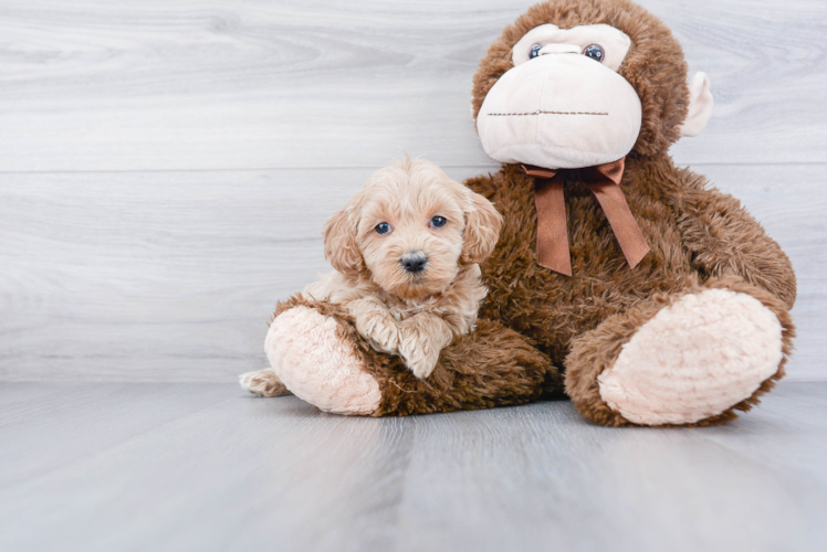 Best Mini Goldendoodle Baby