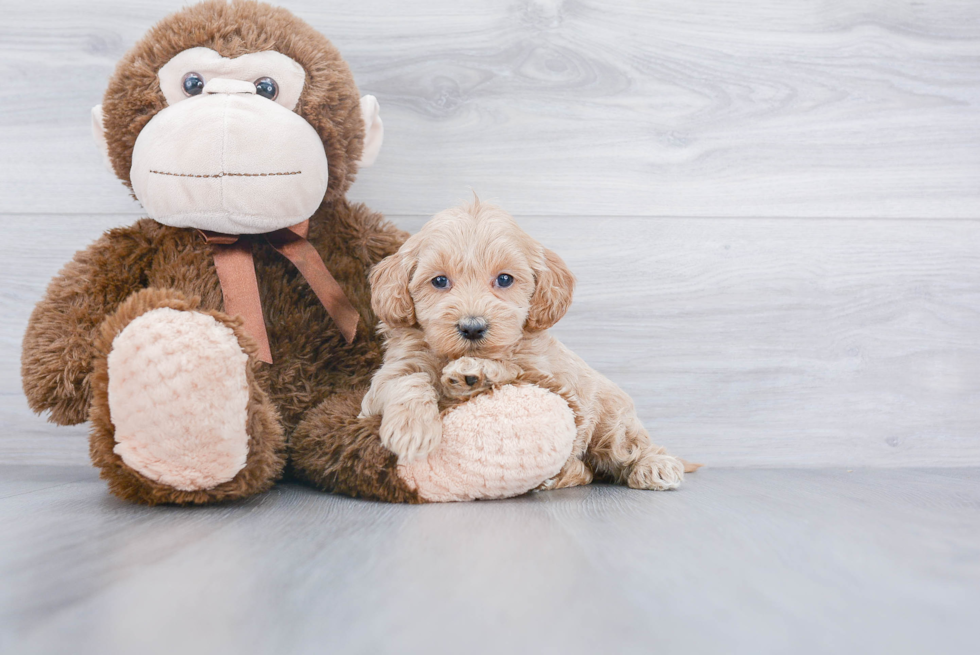 Mini Goldendoodle Puppy for Adoption