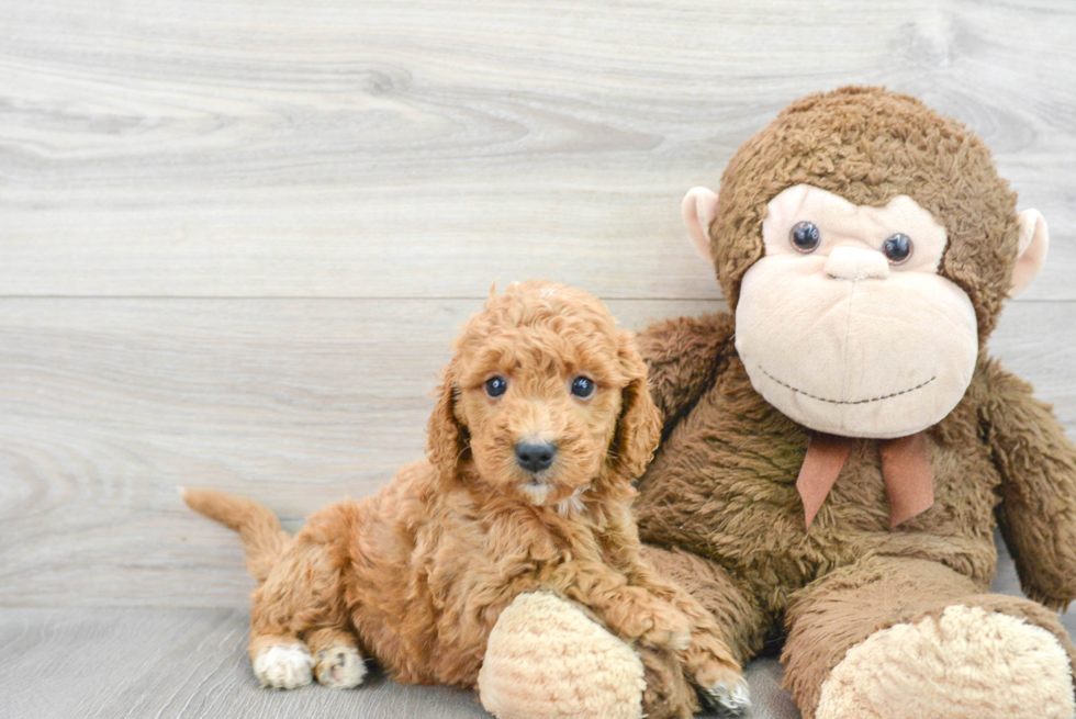 Best Mini Goldendoodle Baby