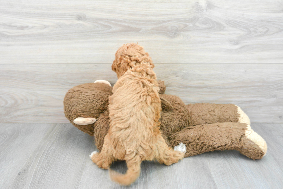 Mini Goldendoodle Pup Being Cute