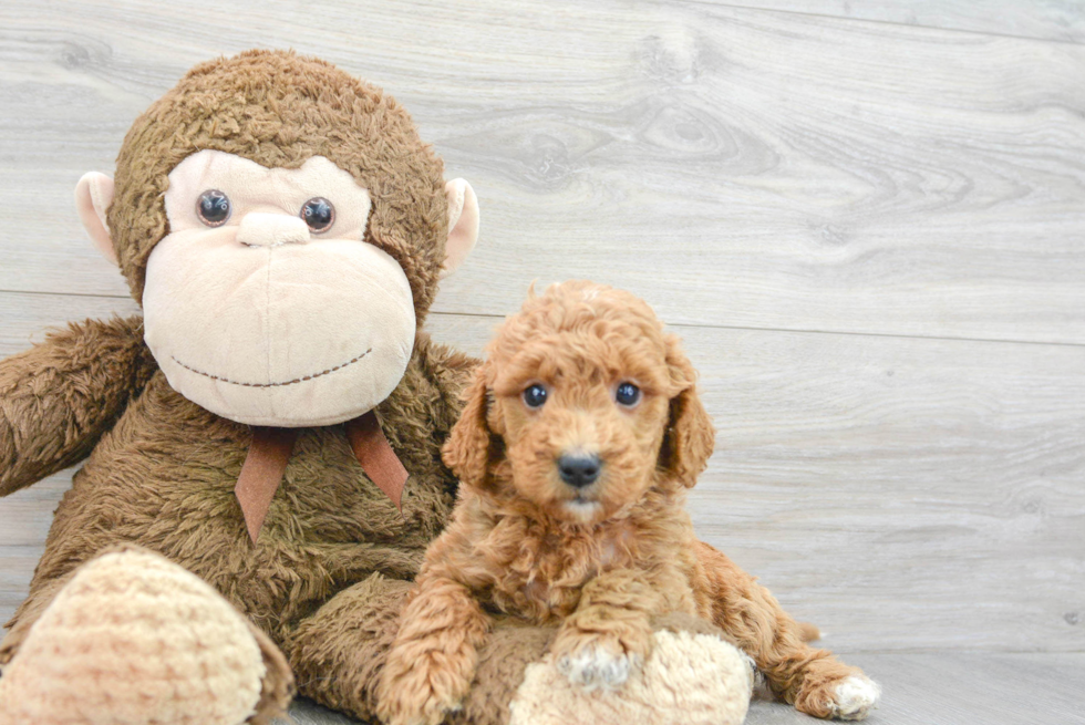 Best Mini Goldendoodle Baby