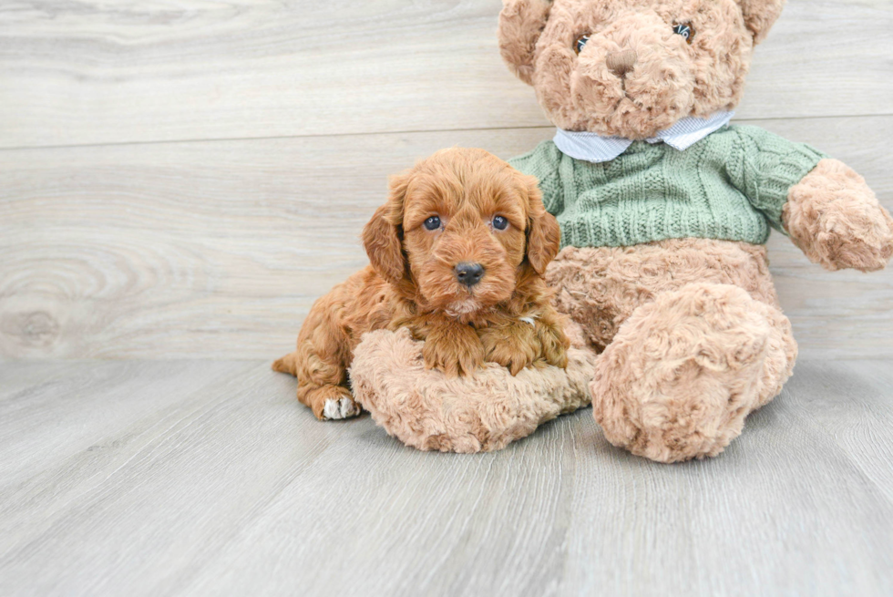 Best Mini Goldendoodle Baby