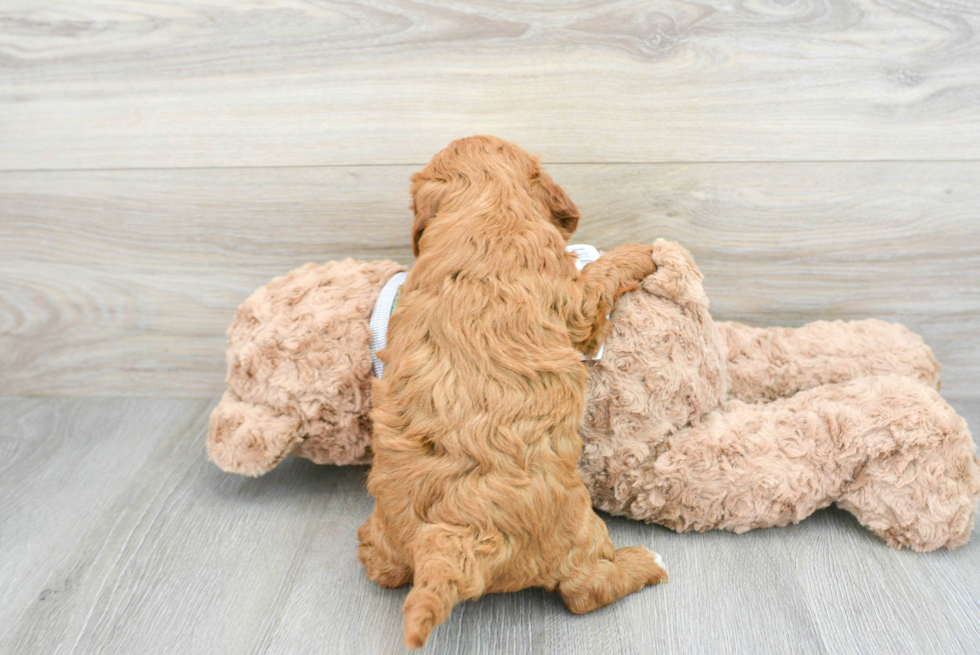 Mini Goldendoodle Pup Being Cute