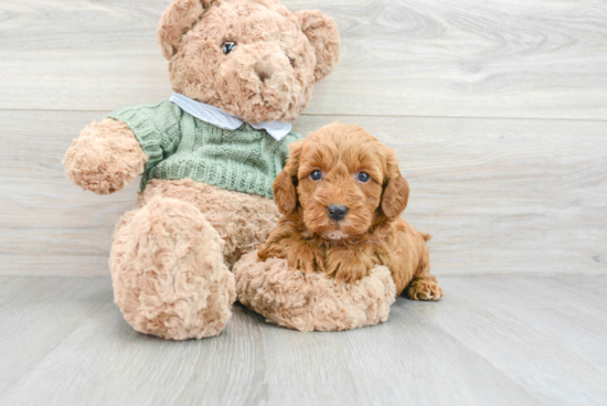 Popular Mini Goldendoodle Poodle Mix Pup