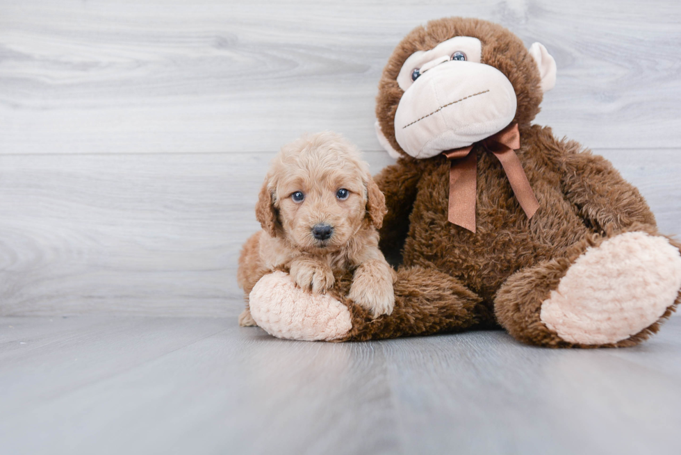 Mini Goldendoodle Pup Being Cute