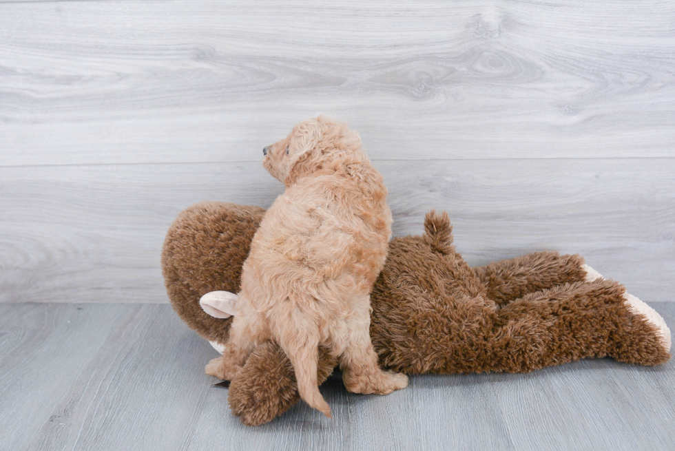 Friendly Mini Goldendoodle Baby