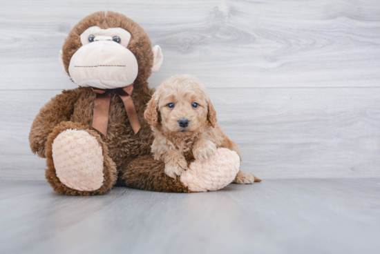 Mini Goldendoodle Puppy for Adoption