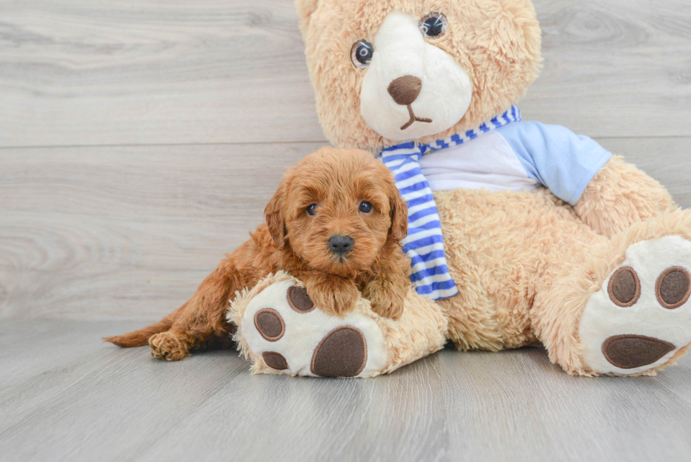 Mini Goldendoodle Pup Being Cute