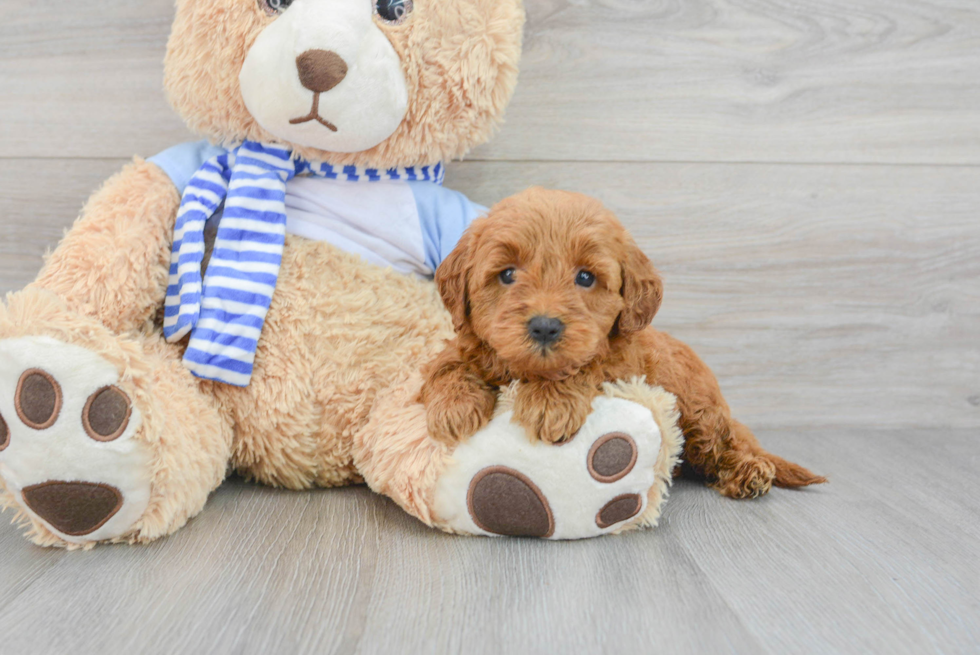 Best Mini Goldendoodle Baby