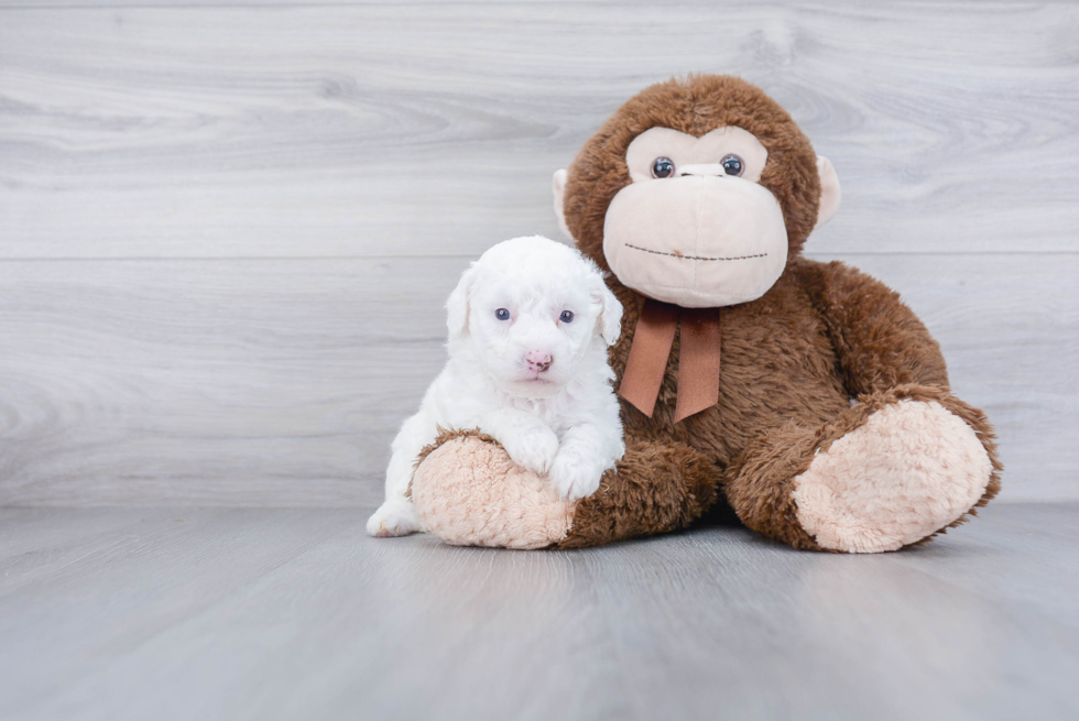 Popular Mini Goldendoodle Poodle Mix Pup