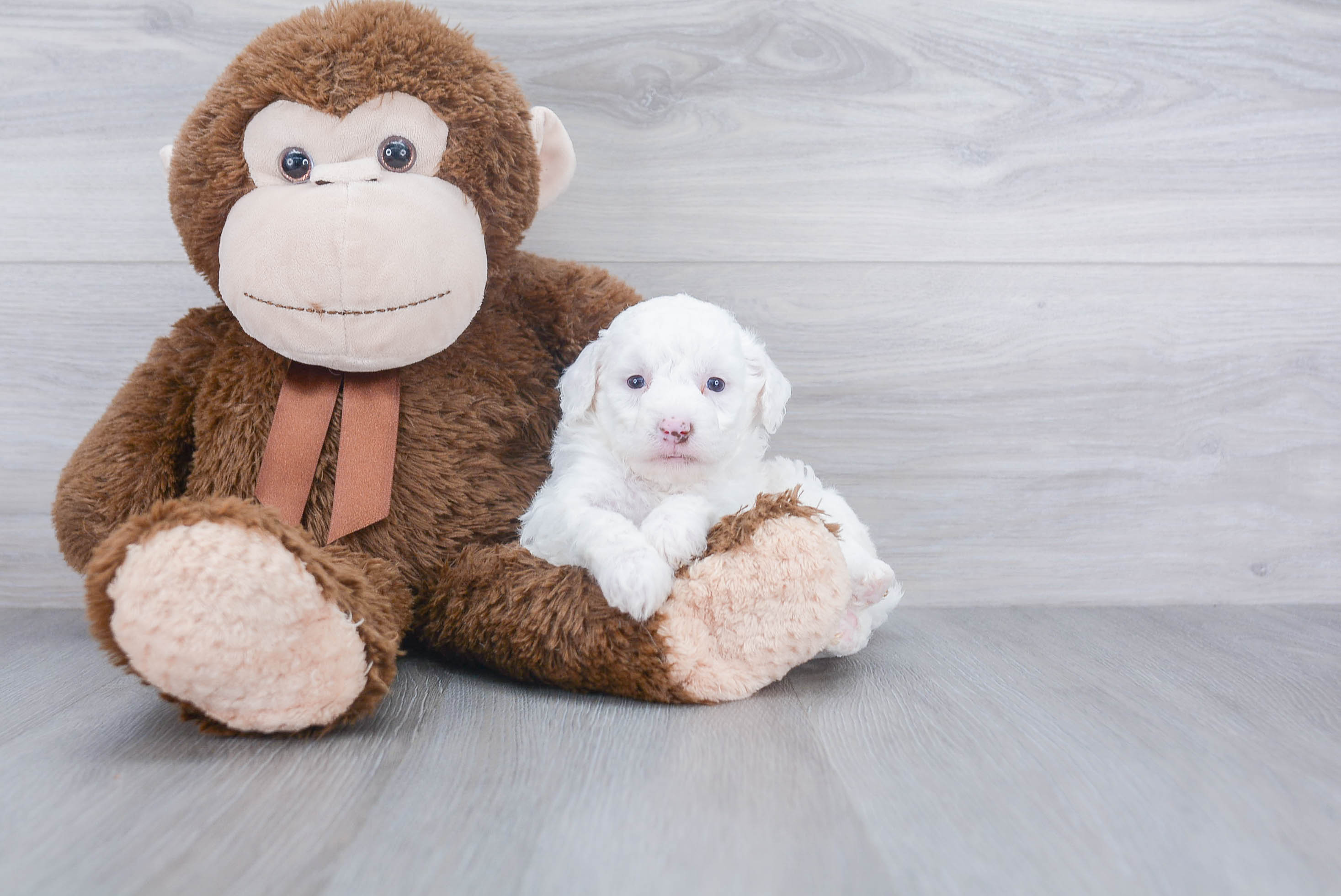 Best Mini Goldendoodle Baby