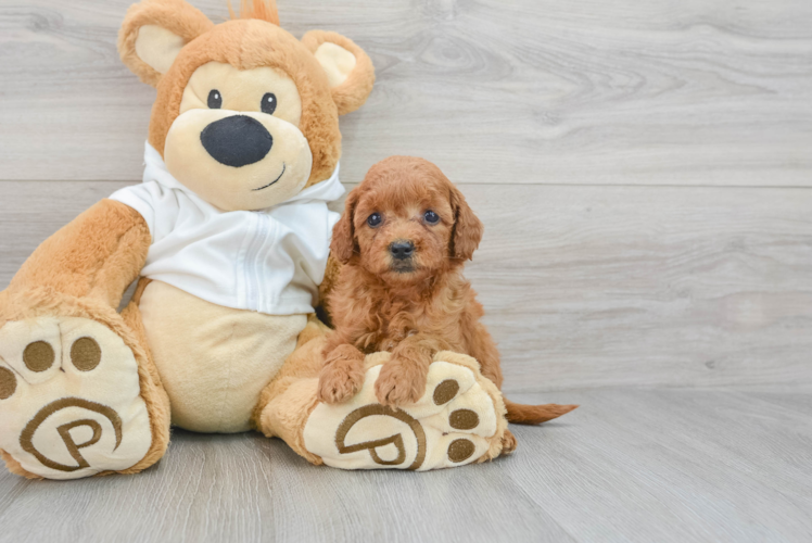 Mini Goldendoodle Pup Being Cute