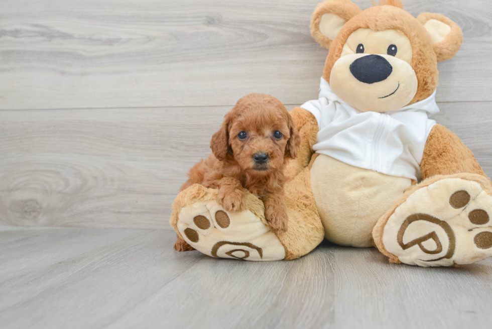 Mini Goldendoodle Pup Being Cute