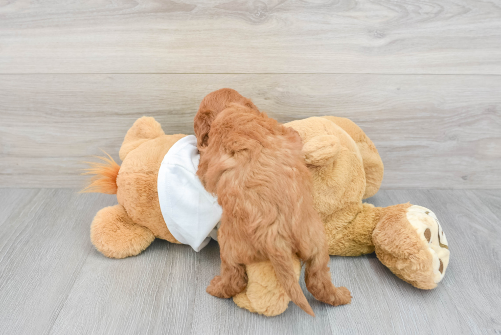 Energetic Golden Retriever Poodle Mix Puppy