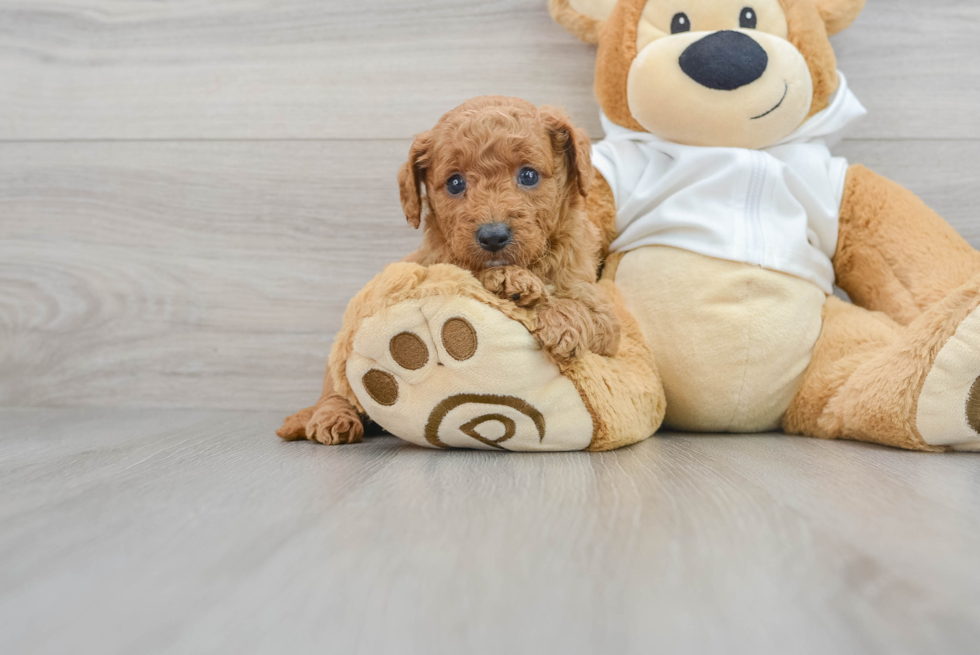Mini Goldendoodle Puppy for Adoption